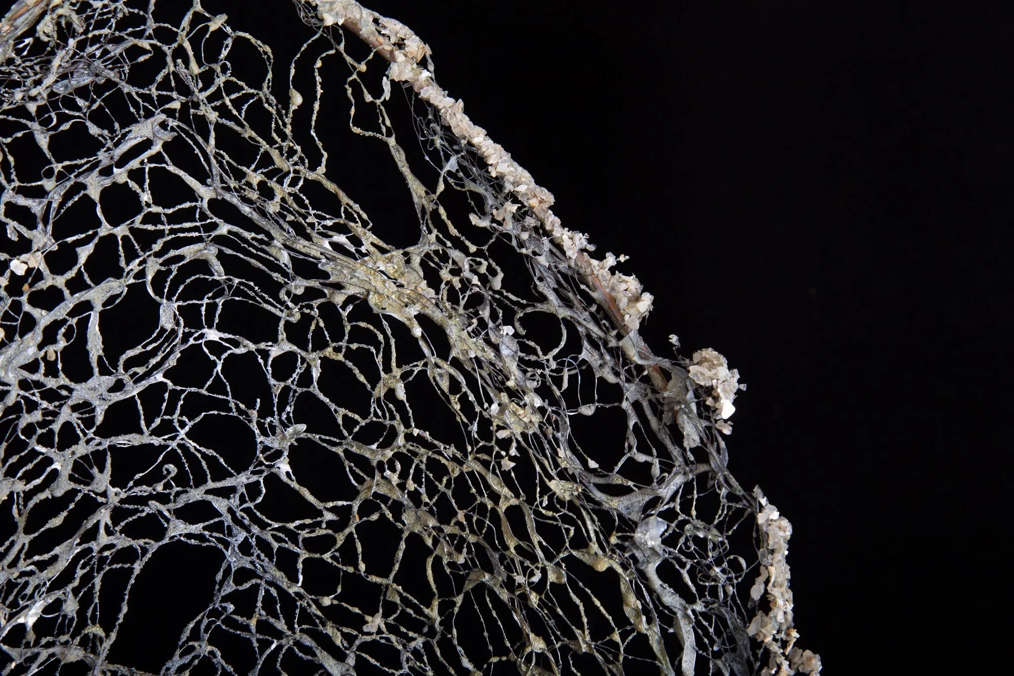 Bird Nest Wall Sculpture ~ Volucres Nidificant (Birds Nest) Wall Piece (SOLD)