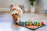 Messy Mutts Square Forage/Snuffle Mat plus Lick Mat